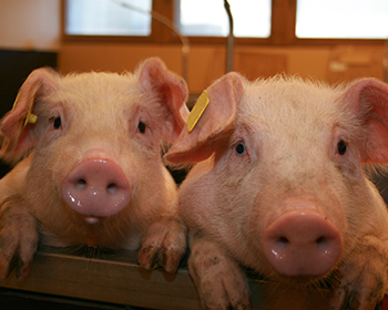 观点分享：养猪业的窘境与出路！