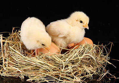 蛋鸡生产性能不佳的预防治疗方案之---肌胃炎、腺胃炎篇